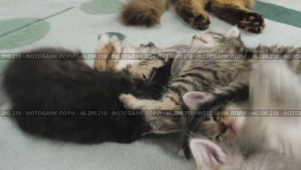 Разноцветные котята играют. A colorful kittens are playing. Стоковое видео, видеограф Евгений Романов / Фотобанк Лори