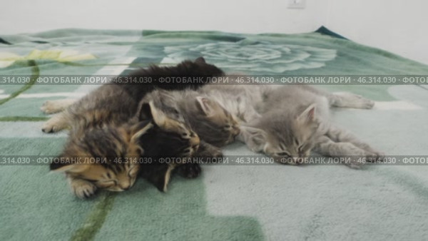 Разноцветные котята спят. A colorful kittens are sleeping. Стоковое видео, видеограф Евгений Романов / Фотобанк Лори
