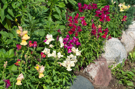 Разноцветный львиный зев (лат. Antirrhinum) цветет на клумбе в саду. Стоковое фото, фотограф Елена Коромыслова / Фотобанк Лори
