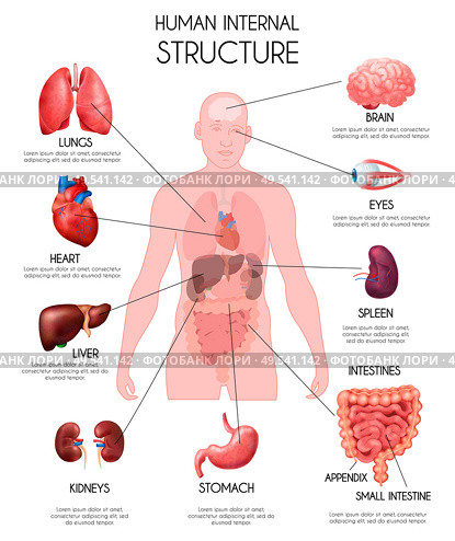 Realistic human internal organs infographics white background with lungs heard liver kidneys brain eyes spleen intestines descriptions vector illustration. Стоковая иллюстрация, агентство Ingram Publishing / Фотобанк Лори