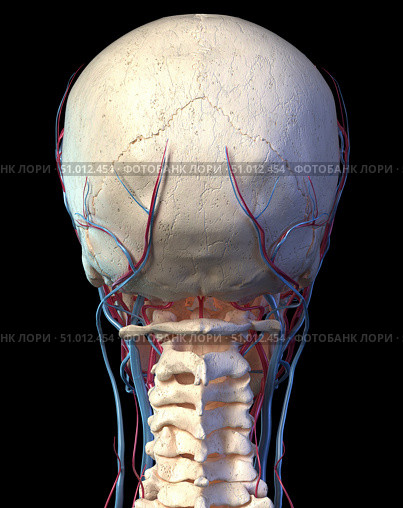 Rear view of the human skull with veins and arteries, black background. Стоковое фото, фотограф Leonello Calvetti/Stocktrek Images / ТАСС / Фотобанк Лори