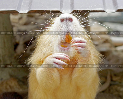 Речная крыса или нутрия в зоопарке. Coypu (Myocastor coypus), also known as river rat or nutria. Стоковое фото, фотограф Татьяна Д / Фотобанк Лори