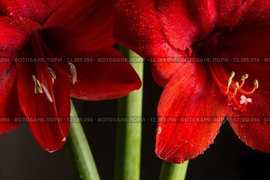 Red amaryllis flower on black background. Hippeastrum hortorum. Amaryllis are known as belladonna lily, Jersey lily, naked lady, Amarillo or, in South Africa, March lily. Стоковое фото, фотограф Nicola Galiero / PantherMedia / Фотобанк Лори