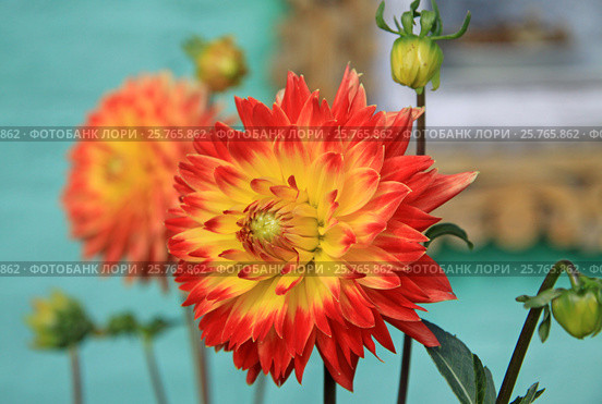 Red and yellow Dahlia flowers in summer time. Стоковое фото, фотограф Шилер Анастасия / Фотобанк Лори