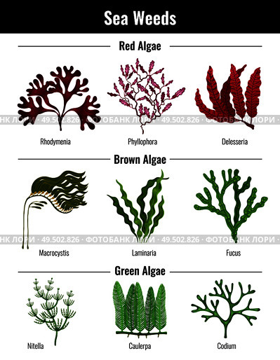 Red brown green algae seaweeds collection botanical educative info poster with laminaria codium rhodymenia flat vector illustration. Стоковая иллюстрация, агентство Ingram Publishing / Фотобанк Лори
