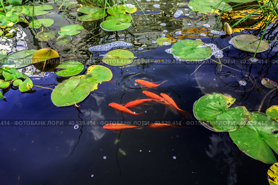 Red carps in a pond among water lilies and other aquatic plants. Стоковое фото, фотограф Iva Noel / Фотобанк Лори