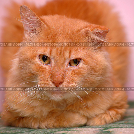 Red cat with a sore ear. Стоковое фото, фотограф Анна Кривицкая / Фотобанк Лори