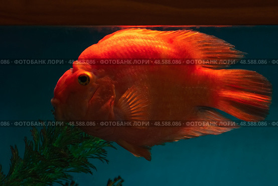 Red cichlid parrot fish close up. Стоковое фото, фотограф Саблин Станислав / Фотобанк Лори