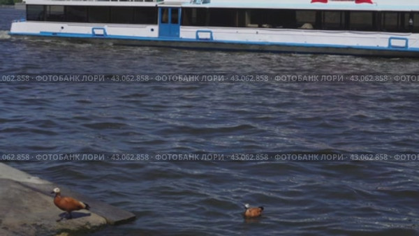 Red ducks on the Moscow River in front of a passing ship. Стоковое видео, видеограф Ярославский Максим / Фотобанк Лори