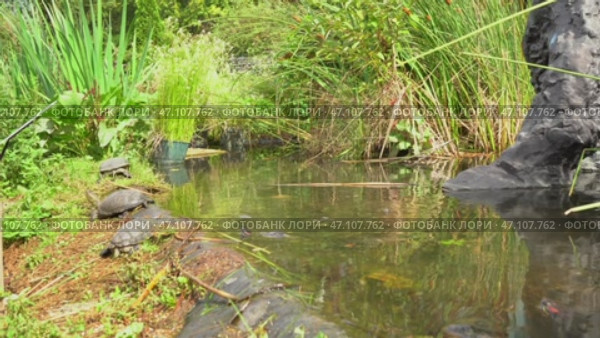 Red eared turtles swim in the pond and crawl by the water. Group of turtles Trachemys scripta in a pond. Стоковое видео, видеограф Мария Паина / Фотобанк Лори