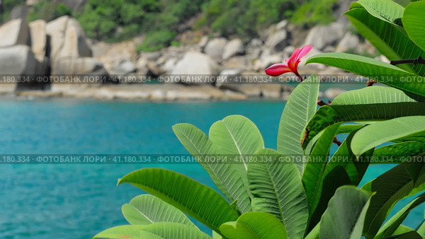 Red frangipani plumeria flower wiggle by the ocean breeze. Rippled turquoise blue ocean surface in background. Стоковое фото, фотограф Igor Tichonow / Фотобанк Лори