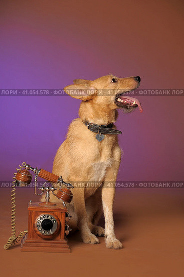 Red-haired poo in the studio next to a vintage phone. Стоковое фото, фотограф Анна Кривицкая / Фотобанк Лори
