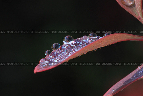 Red leaf in drops of dew on a black background. Стоковое фото, фотограф Светлана Ильева (Иванова) / Фотобанк Лори