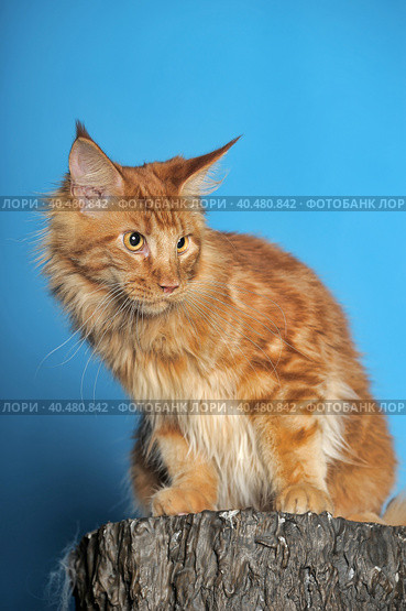 Red Maine Coon on a blue background. Стоковое фото, фотограф Анна Кривицкая / Фотобанк Лори