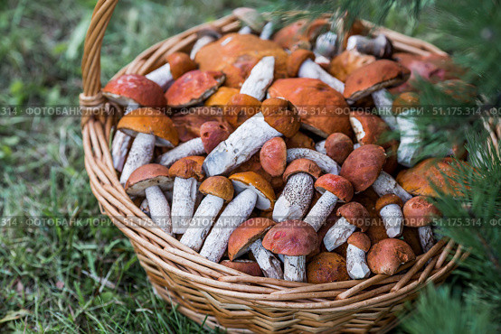 Red mushrooms in a wicker basket. Noble red mushroom. Beautiful texture of the natural background. Стоковое фото, фотограф Photojuli / Фотобанк Лори