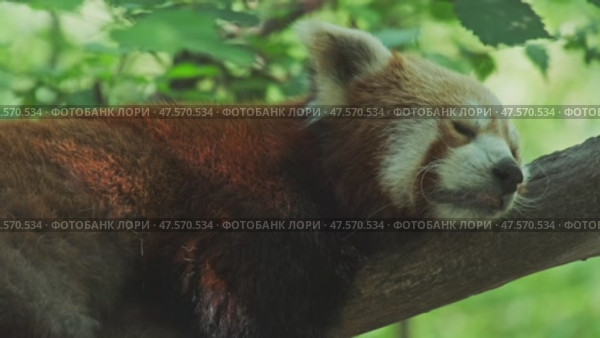 Red panda on tree. Стоковое видео, видеограф Михаил Коханчиков / Фотобанк Лори