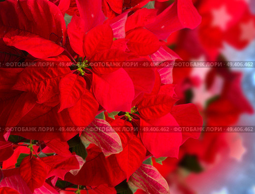 red poinsettia flower or christmas star  on blue  bokeh  background . red  poinsettia flower or christmas star . Стоковое фото, агентство Ingram Publishing / Фотобанк Лори