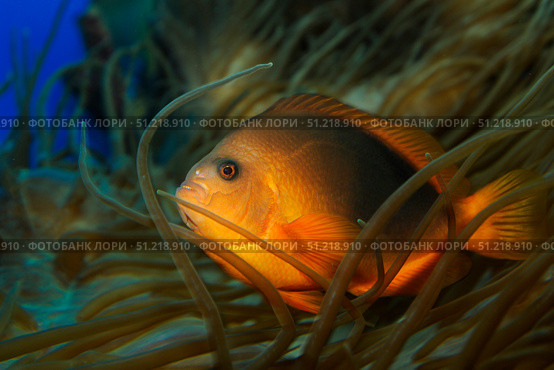 Red saddleback anemonefish (Amphiprion ephippium). VW Pics/Stocktrek Images/TASS. Стоковое фото, агентство ТАСС / Фотобанк Лори