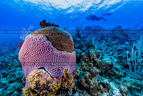 Reefscape on Grand Cayman, Cayman Islands. Стоковое фото, фотограф Jennifer Idol/Stocktrek Images / ТАСС / Фотобанк Лори