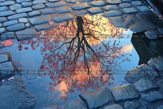 Reflection of autumn leaves in a puddle on cobblestone street during sunset. Стоковое AI-изображение, AI-художник Katsiaryna Repich / Фотобанк Лори