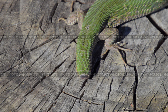 Regeneration of the lizard's tail. An ordinary quick green lizard. Lizard on the cut of a tree stump. Sand lizard, lacertid lizard. Стоковое фото, фотограф Леонид Еремейчук / Фотобанк Лори