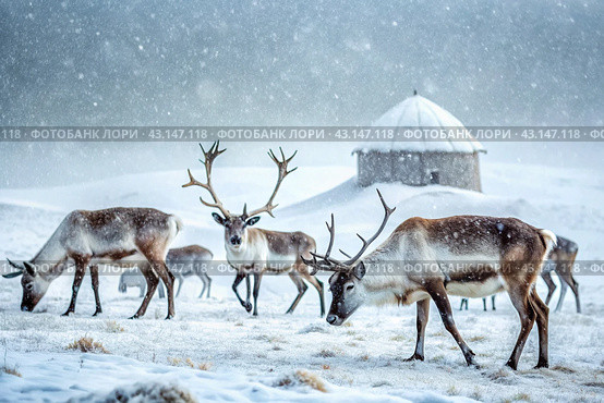 Reindeer graze against the background of a tundra landscape and a winter yurt. Snow is falling. Snowstorm. Стоковое AI-изображение, AI-художник Photojuli / Фотобанк Лори