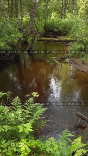 Река Охта, протекающая в лесу. Стоковое видео, видеограф Елена Павлова / Фотобанк Лори