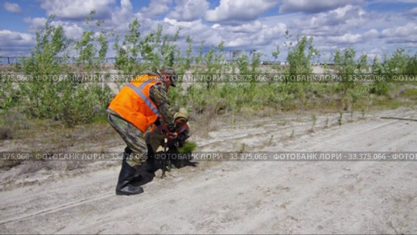 Рекультивация участка добычи нефти. Посадка саженцев сосны. Reclamation of an oil production site. Planting pine seedlings. (2015 год). Редакционное видео, видеограф Евгений Романов / Фотобанк Лори