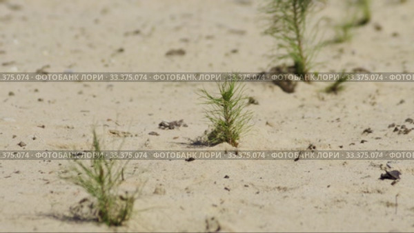 Рекультивация участка добычи нефти. Посадка саженцев сосны. Reclamation of an oil production site. Planting pine seedlings. Стоковое видео, видеограф Евгений Романов / Фотобанк Лори