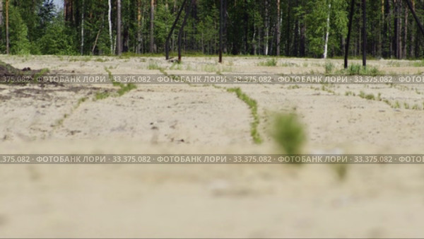 Рекультивация участка добычи нефти. Посадка саженцев сосны. Reclamation of an oil production site. Planting pine seedlings. Стоковое видео, видеограф Евгений Романов / Фотобанк Лори