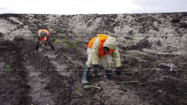 Рекультивация участка нефтедобычи. Высадка саженцев ивы. Reclamation of an oil production site. Planting willow seedlings. Стоковое видео, видеограф Евгений Романов / Фотобанк Лори