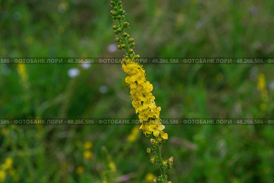Репешок, Agrimonia parviflora, прямое растение с несколькими стеблями, соцветие из нескольких маленьких желтых цветков. Стоковое фото, фотограф Андрей Цыганков / Фотобанк Лори