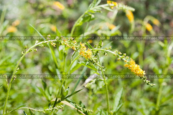 Репешок обыкновенный, или  лекарственный (лат. Agrimonia eupatoria) Стоковое фото, фотограф Ольга Пашкова / Фотобанк Лори