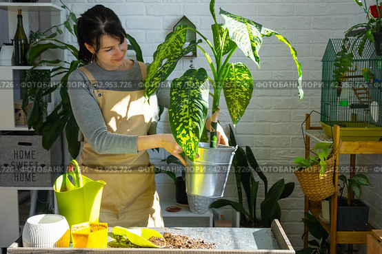 Repotting and caring home plant dieffenbachia Cheetah into new pot in home interior. Woman breeds and grows plants as a hobby, holds Varietal diffenbachia with large spotted leaves, large size. Стоковое фото, фотограф Ольга Симонова / Фотобанк Лори