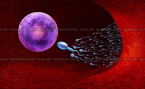 Reproduction and fertility concept as a microscopic sperm or spermatozoa cells swimming towards an egg cell to fertilize and create a pregnancy as a gynecology symbol as a 3D render. Стоковое фото, агентство Ingram Publishing / Фотобанк Лори