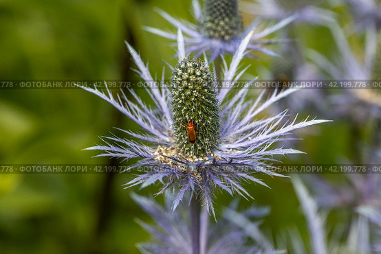 Rhagonycha fulva or rufous softfoot on a blue eryngium flower. Стоковое фото, фотограф Ольга Сейфутдинова / Фотобанк Лори