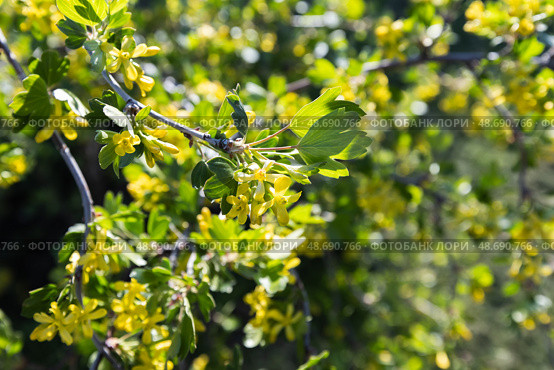 Ribes aureum. A close-up view of a blossoming currant bush in springtime. Стоковое фото, фотограф EugeneSergeev / Фотобанк Лори