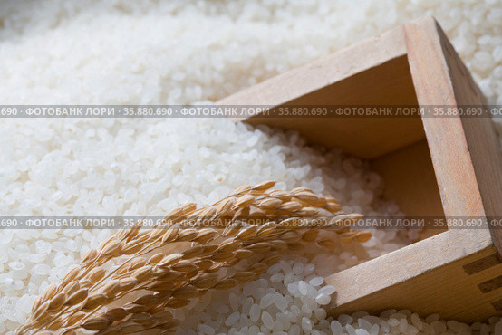 Rice. Стоковое фото, агентство Ingram Publishing / Фотобанк Лори