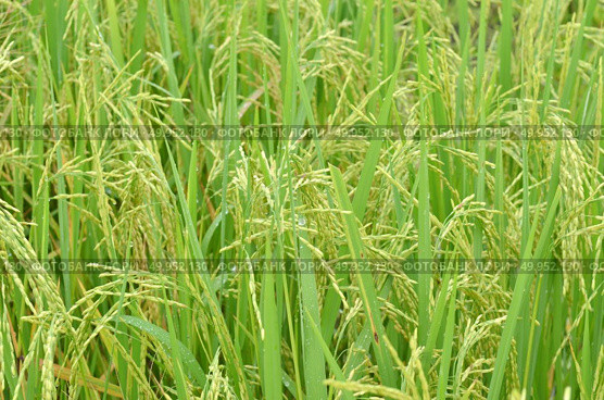 Rice. Spikelet of rice on the background of green leaves. Стоковое фото, агентство Ingram Publishing / Фотобанк Лори