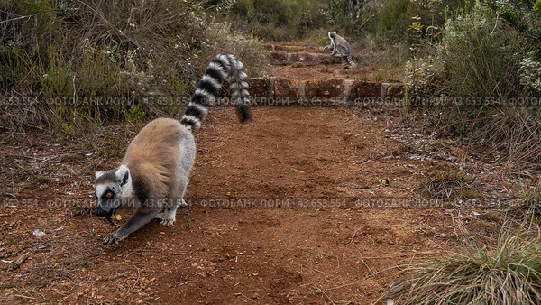 Ring-tailed catta lemurs walk on a dirt red soil path. One animal is eating a banana. Fluffy beige fur, long striped tail, bright orange eyes. Madagascar. Lemur Island. Nosy Soa Park. Стоковое фото, фотограф Вера Ивановна Кубарева / Фотобанк Лори