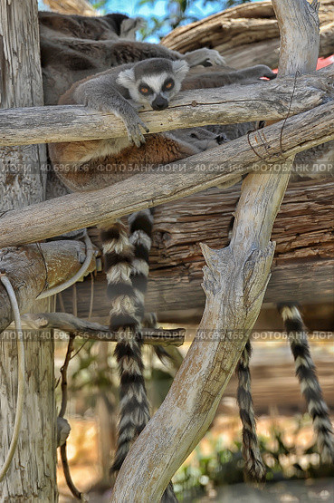 Ring-tailed lemur - lemur catta in Out Of Africa Wildlife Park (2016 год). Стоковое фото, фотограф Анна Кривицкая / Фотобанк Лори