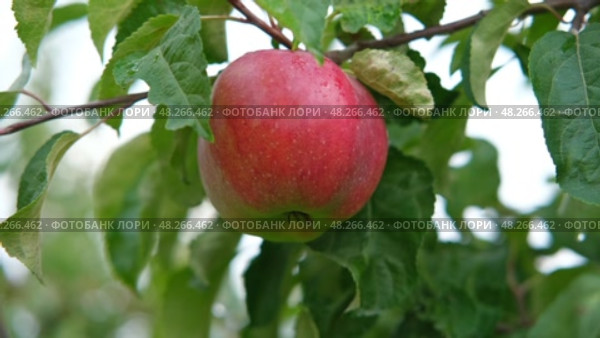Ripe Apples in the Apple Orchard before Harvesting. Big Red delicious Apples Hanging from a Tree Branch in the Fruit Garden at Fall Harvest. Basket of Apples. Autumn Cloudy Day, Soft Shadow. 4K. Стоковое видео, видеограф Марина Демидюк / Фотобанк Лори