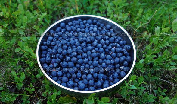 Ripe blueberries in the bowl. Top view. Стоковое фото, фотограф Николай Евсюков / Фотобанк Лори