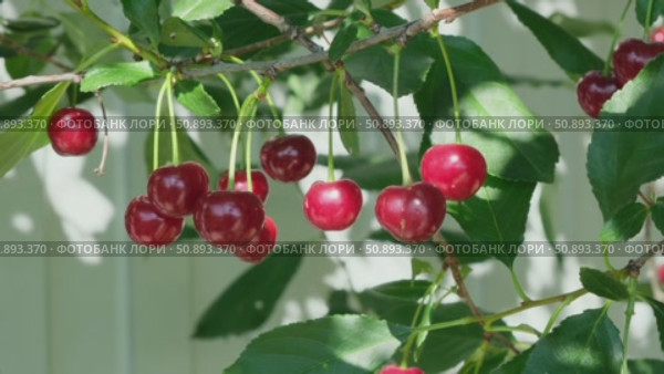 Ripe cherry on the branch swinging in the wind under the sunlight. Ripe red berries growing in organic garden close-up. Стоковое видео, видеограф Мария Зубарева / Фотобанк Лори
