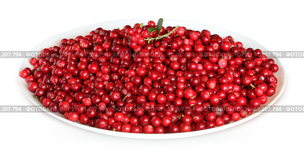 Ripe forest lingonberries on a plate. Стоковое фото, фотограф Дмитрий Цветков / Фотобанк Лори