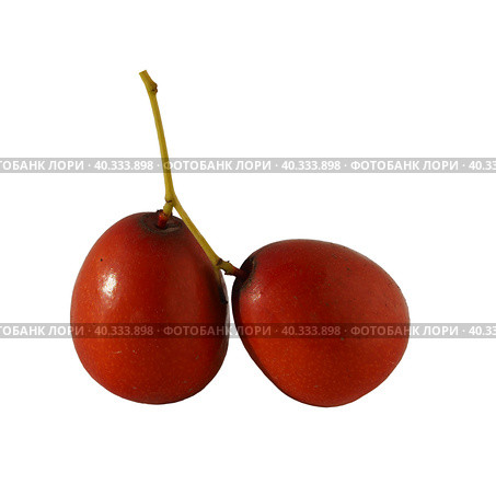 Ripe fruits of unabi Ziziphus with a twig isolated on white. Orange-red-brown sweet berries on a white background. Стоковое фото, фотограф Александр Кротков / Фотобанк Лори