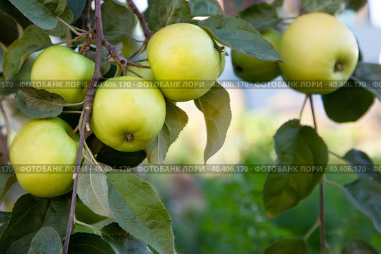 Ripe green apples on a tree branch in the garden. Harvest apples. Стоковое фото, фотограф Оксана Прахова / Фотобанк Лори