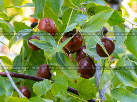 Ripe juicy brown unabi berries (ziziphus, Chinese date) on tree branches among foliage close-up. Стоковое фото, фотограф Александр Кротков / Фотобанк Лори