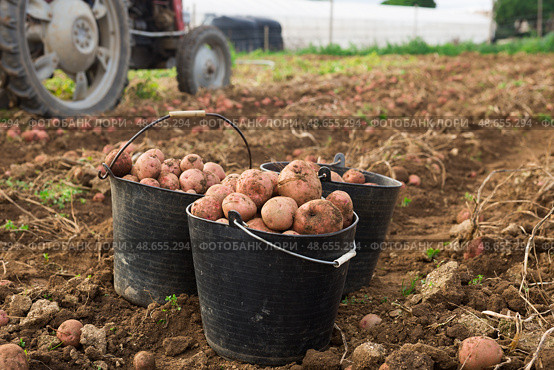 Ripe large potatoes dug in the farm field. Стоковое фото, фотограф Яков Филимонов / Фотобанк Лори