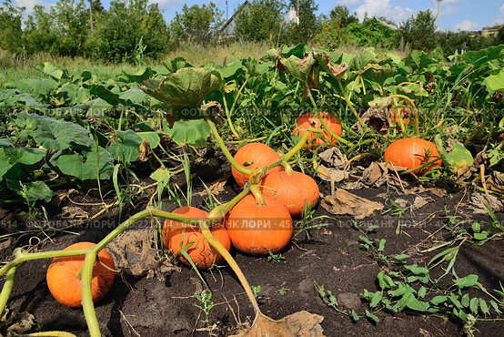 Ripe orange pumpkin growing in the garden. Стоковое фото, фотограф Володина Ольга / Фотобанк Лори
